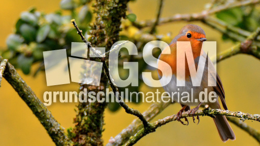 Rotkehlchen (26).jpg